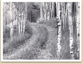 Aspens at Crooked Creek