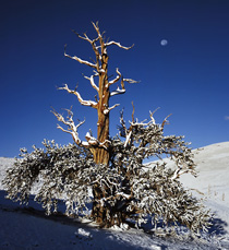 Bristlecone & Moon - Douglas Campbell