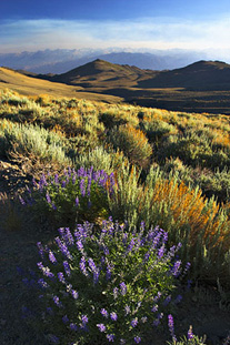 White Mountains - Eric Frisbee